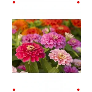 Kirli Hanım Çiçeği Tohumu - Canlı & Kolay Yetişen (20+ Adet)