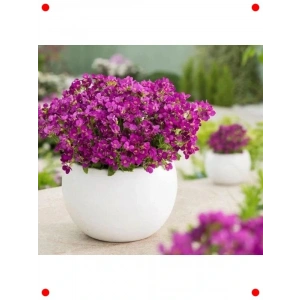 Kırmızı Alp Arabis Çiçeği Tohumu - 20 Adet