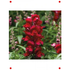 Kırmızı Aslanağzı  Tohumu (30 Adet)