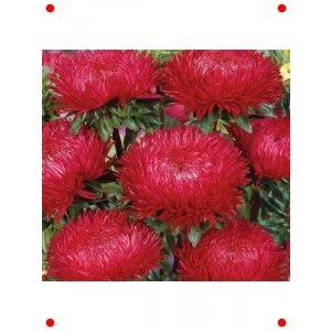 Kırmızı Aster Kasımpatı Tohumu (20 Adet)