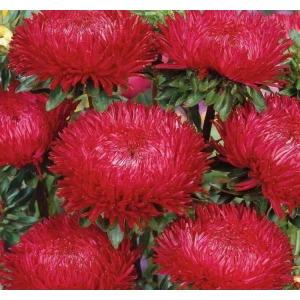 Kırmızı Aster Kasımpatı Tohumu - 20 Adet