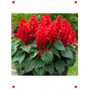 Kırmızı Ateş Çiçeği Salvia  Tohumu (30 Adet)