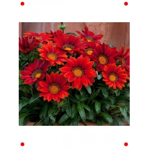 Kırmızı Büyük Çiçekli Gazanya Tohumu (8 Adet)