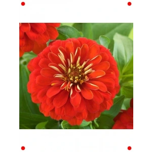 Kırmızı Büyük Çiçekli Kirli Hanım Tohumu (5 Adet)