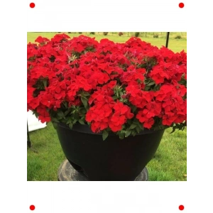 Kırmızı Floks  Çiçek Tohumu (25 Adet)