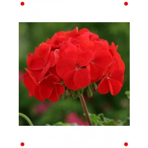 Kırmızı Gül Sardunya  Tohumu (10 Adet)