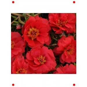 Kırmızı İpek Çiçeği  Tohumu (75 Adet)