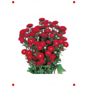 Kırmızı Kasımpatı F1 Çiçek Tohumu