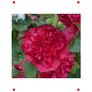 Kırmızı Katmerli Büyük Çiçekli Gülhat Tohumu (5 Adet)