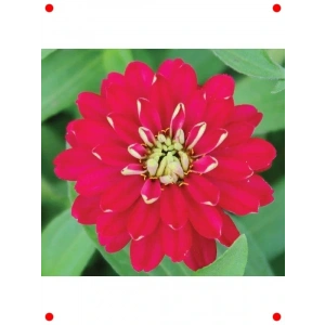 Kırmızı Kirli Hanım  Çiçek Tohumu - 10 Adet