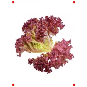 Kırmızı Kıvırcık Marul Tohumu (Çoklu Paket, 5 Gram)