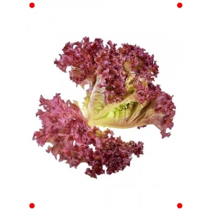 Kırmızı Kıvırcık Marul Tohumu (Çoklu Paket, 5 Gram)