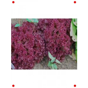 Kırmızı Marul Tohumu (100 Adet)