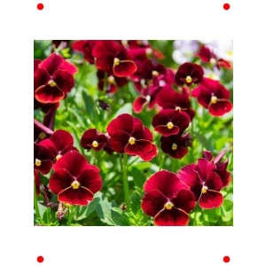 Kırmızı Menekşe Çiçeği Tohumu - Zarif & Canlı