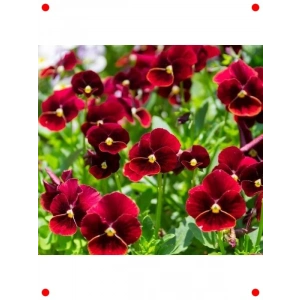 Kırmızı Menekşe Çiçeği Tohumu - Zarif & Canlı