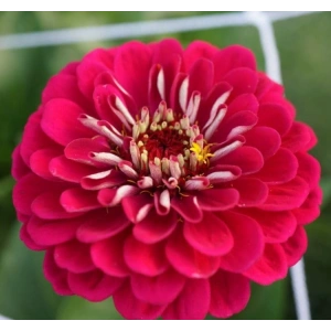 Kırmızı Renkli Dev Çiçekli Zinnia Tohumu - 5 Tohum