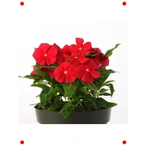 Kırmızı Rozet Çiçeği Tohumu (Çok Çiçekli) - 15 Adet
