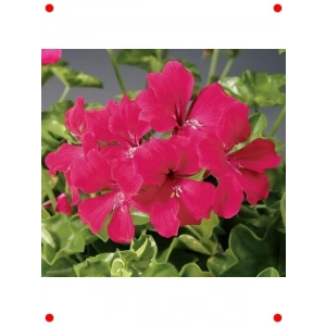 Kırmızı Sakız Sardunya Tohumu (3 Adet)