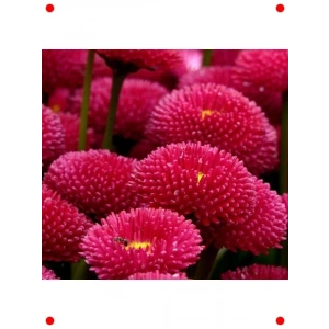 Kırmızı Şeker Tabağı  Tohumu (50 Adet)