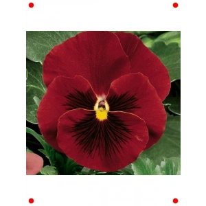 Kırmızı Siyah Katlı Hercai Menekşe Tohumu (10 Adet)