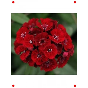 Kırmızı Tek Katlı Uzun Karanfil Tohumu (5 Adet)