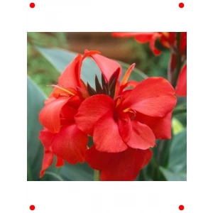 Kırmızı Tesbih Çiçeği (Canna) Tohumu (1 Adet)