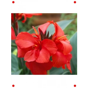 Kırmızı Tesbih Çiçeği (Canna) Tohumu (1 Adet)