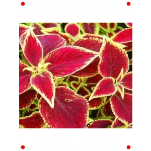 Kırmızı Yaprak Güzeli F1 Tohumu