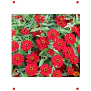 Kırmızı Zinnia Tohumu - ni & Çok Çiçekli (8 Adet)