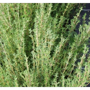 Kış Kekiği Tohumu - Özel Seri ile Bahçenize Değer Katın