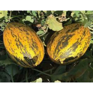 Kıvırcık Arapsaçı Marul Tohumu - Doğal