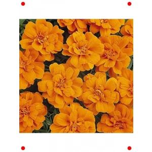 Klasik Turuncu Fransız Kadife Çiçeği Tohumu (50 Adet)