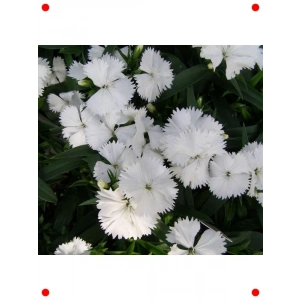 Kokulu Beyaz Çin Karanfili F1 Tohumu - 10 Adet