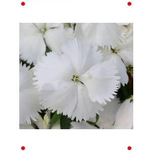 Kokulu Beyaz Çin Karanfili Tohumu (8 Adet)