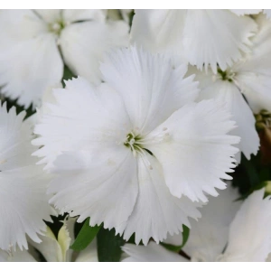 Kokulu Çok Çiçekli Çin Karanfili - 8 Adet, Beyaz