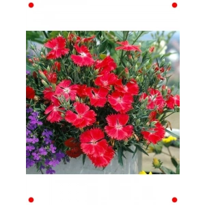 Kokulu Kırmızı Çin Karanfili Tohumları (8 Adet)