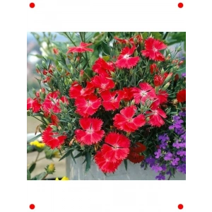 Kokulu Kırmızı Çin Karanfili Tohumları (8 Adet)