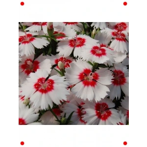 Kokulu Kırmızı Nokta Çin Karanfili Tohumu - 10 Adet