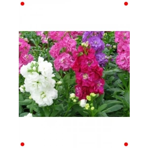 Kokulu Şebboy Tohumu (50+ Adet)