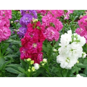 Kokulu Şebboy Tohumu - 50 Adet, Aromatik