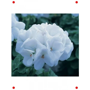 Kokulu Yapraklı Beyaz Sardunya Tohumu (5 Adet)