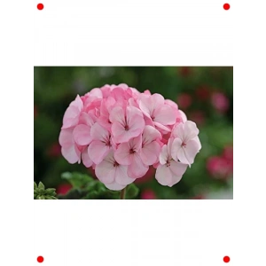 Kokulu Yapraklı Pembe Beyaz Büyük Çiçek Sardunya Tohumu