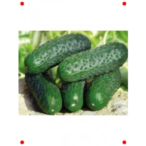 Kornişon Hıyar Tohumu - 10 gr