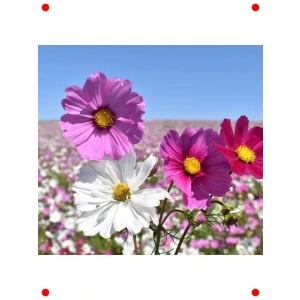 Kozmoz Çiçeği Karışık Renk Çoklu Tohum (50 Adet)