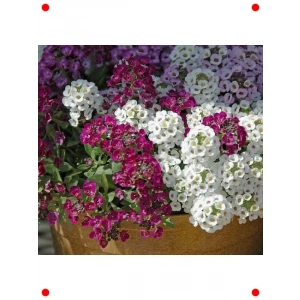 Kraliyet Halısı Alyssum Tohumu - Karışık Renk (40 Adet)