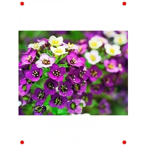 Kraliyet Halısı Çiçeği Tohumu (150+ Adet)