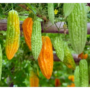 Kudret Narı Çiçeği Tohumu - Sağlıklı Seçenek