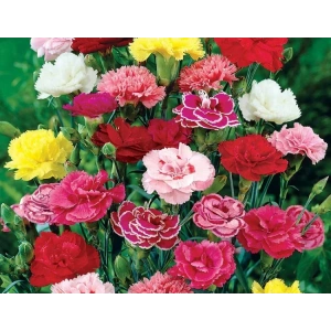 Küstüm Çiçeği Tohumu - Renkli ve Canlı