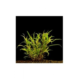 Lacustris Hygrophila Saksı Canlı Bitki, Su Bitkisi, Yeşil