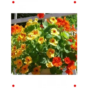 Latin Çiçeği Tohumu Karışık Renkler - 20 Adet